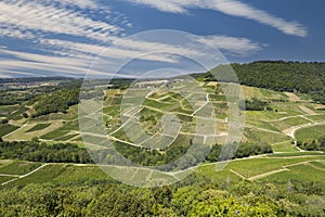 Vineyards near Chateau Chalon, Department Jura, Franche-Comte, France