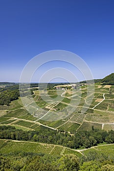 Vineyards near Chateau Chalon, Department Jura, Franche-Comte, France