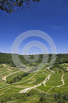 Vineyards near Chateau Chalon, Department Jura, Franche-Comte, France