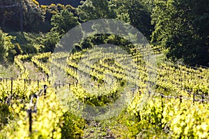 vineyards near Chateauneuf-du-Pape, France