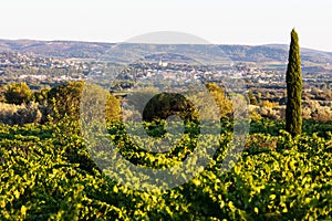 Vineyards near Chateauneuf-du-Pape, Provence, France