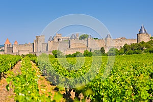 Vineyards near the Cite in Carcassone photo