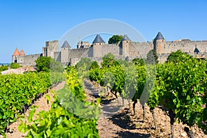 Vineyards near the Cite in Carcassone photo