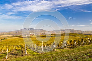 Vineyards near Dolni Dunajovice in Palava region, Southern Moravia, Czech Republic