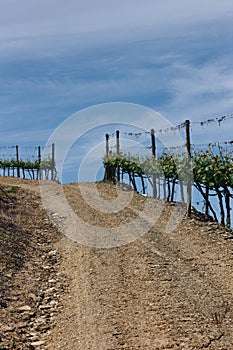 Vineyards near Duoro river in Pinhao, Portugal