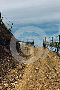 Vineyards near Duoro river in Pinhao, Portugal