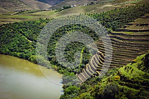 Vineyards near Duoro river in Portugal