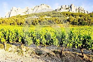 vineyards near Gigondas at Col Du Cayron, Provence, France