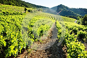 vineyards near Gigondas, Provence, France