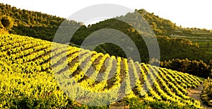 vineyards near Gigondas, Provence, France