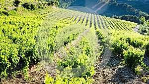 vineyards near Gigondas, Provence, France