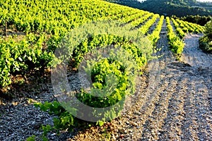 vineyards near Gigondas, Provence, France