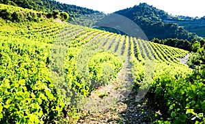 vineyards near Gigondas, Provence, France