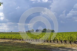 Vineyards near Margaux (Chateau Margaux), Bordeaux, Aquitaine, France