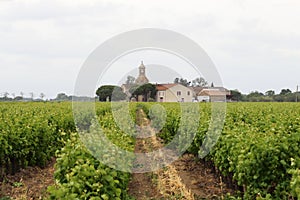Vineyards near Montcalm in French Camargue