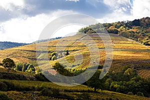 vineyards near Odenas, Beaujolais, Rhone-Alpes, France