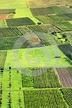 Vineyards near Piesport Niederemmel