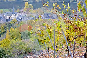 vineyards near Pommern, Rheinland Pfalz, Germany photo