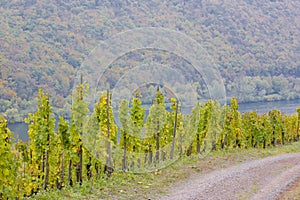 vineyards near Pommern, Rheinland Pfalz, Germany