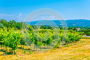 Vineyards near Roussillon village in France