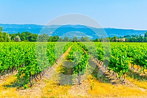 Vineyards near Roussillon village in France