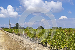 Vineyards near Saint-Julien-Beychevelle, Bordeaux, Aquitaine, France