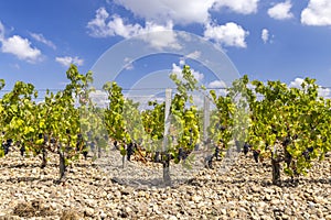 Vineyards near Saint-Julien-Beychevelle, Bordeaux, Aquitaine, France