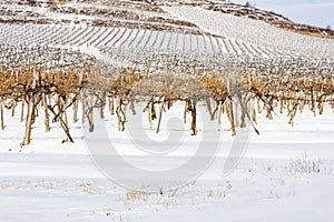 Vineyards near Sarospatak, Tokaj region Hungary