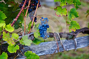 Vineyards near the small town of Chiavenna, Italy in a valley between the Alps