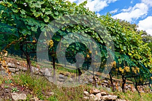 Vineyards near the small town of Chiavenna, Italy in a valley between the Alps