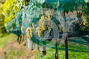 Vineyards near the small town of Chiavenna, Italy in a valley between the Alps