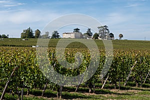 Vineyards near St. Emilion town, production of red Bordeaux wine, Merlot or Cabernet Sauvignon grapes on cru class vineyards in