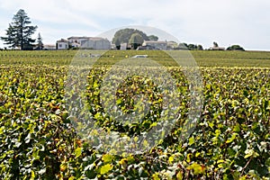 Vineyards near St. Emilion town, production of red Bordeaux wine, Merlot or Cabernet Sauvignon grapes on cru class vineyards in