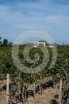 Vineyards near St. Emilion town, production of red Bordeaux wine, Merlot or Cabernet Sauvignon grapes on cru class vineyards in