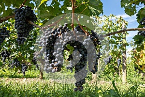 Vineyards near St. Emilion town, production of red Bordeaux wine, Merlot or Cabernet Sauvignon grapes on cru class vineyards in