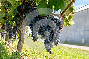 Vineyards near St. Emilion town, production of red Bordeaux wine, Merlot or Cabernet Sauvignon grapes on cru class vineyards in