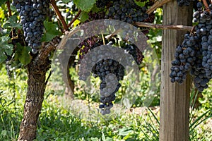 Vineyards near St. Emilion town, production of red Bordeaux wine, Merlot or Cabernet Sauvignon grapes on cru class vineyards in