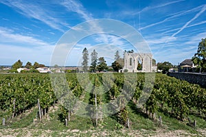 Vineyards near St. Emilion town, production of red Bordeaux wine, Merlot or Cabernet Sauvignon grapes on cru class vineyards in