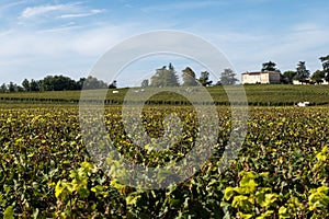 Vineyards near St. Emilion town, production of red Bordeaux wine, Merlot or Cabernet Sauvignon grapes on cru class vineyards in