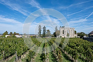 Vineyards near St. Emilion town, production of red Bordeaux wine, Merlot or Cabernet Sauvignon grapes on cru class vineyards in