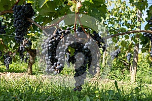 Vineyards near St. Emilion town, production of red Bordeaux wine, Merlot or Cabernet Sauvignon grapes on cru class vineyards in