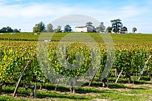 Vineyards near St. Emilion town, production of red Bordeaux wine, Merlot or Cabernet Sauvignon grapes on cru class vineyards in