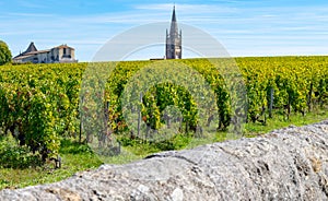 Vineyards near St. Emilion town, production of red Bordeaux wine, Merlot or Cabernet Sauvignon grapes on cru class vineyards in