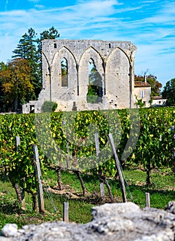 Vineyards near St. Emilion town, production of red Bordeaux wine, Merlot or Cabernet Sauvignon grapes on cru class vineyards in