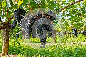 Vineyards near St. Emilion town, production of red Bordeaux wine, Merlot or Cabernet Sauvignon grapes on cru class vineyards in