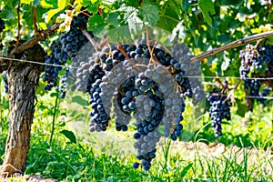 Vineyards near St. Emilion town, production of red Bordeaux wine, Merlot or Cabernet Sauvignon grapes on cru class vineyards in