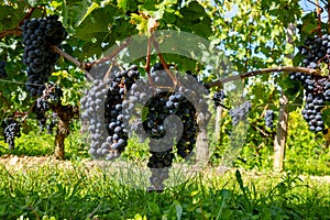 Vineyards near St. Emilion town, production of red Bordeaux wine, Merlot or Cabernet Sauvignon grapes on cru class vineyards in