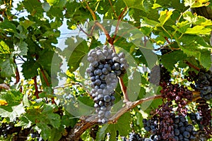 Vineyards near St. Emilion town, production of red Bordeaux wine, Merlot or Cabernet Sauvignon grapes on cru class vineyards in