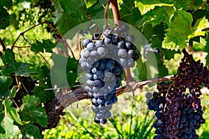 Vineyards near St. Emilion town, production of red Bordeaux wine, Merlot or Cabernet Sauvignon grapes on cru class vineyards in