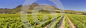 Vineyards near Stellenbosch in South Africa